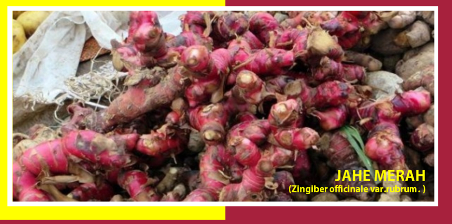 Khasiat Jahe Merah Obati Selesma